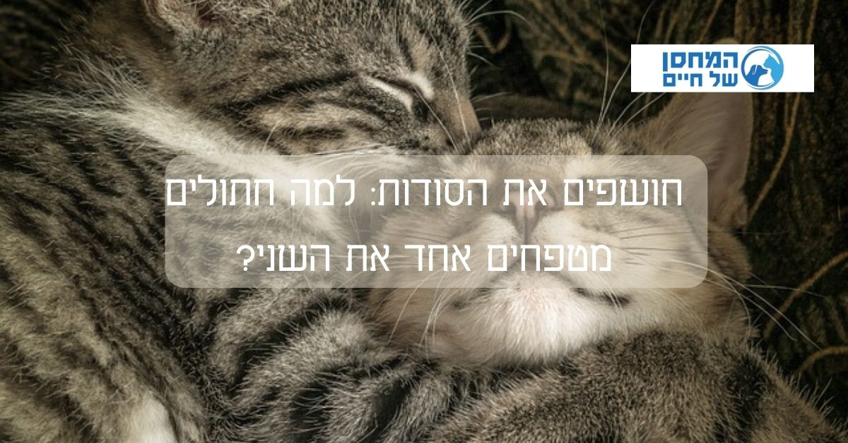 למה חתולים מטפחים אחד את השני?